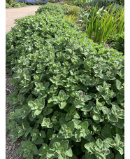 Nepeta 'Hill Grounds'