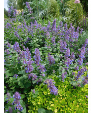 Nepeta 'Hill Grounds'