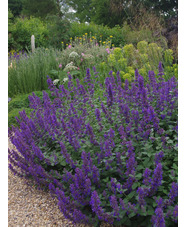 Nepeta 'Hill Grounds'