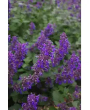 Nepeta 'Hill Grounds'