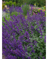 Nepeta 'Hill Grounds'