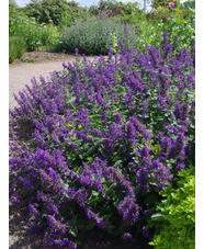 Nepeta 'Hill Grounds'