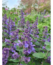 Nepeta 'Hill Grounds'