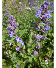 Nepeta 'Joanna Reed'