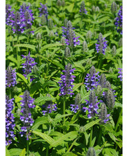 Nepeta nervosa