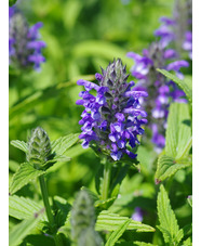 Nepeta nervosa