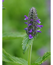 Nepeta nervosa