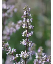 Nepeta nuda 'Romany Dusk'