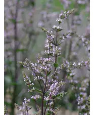 Nepeta nuda 'Romany Dusk'