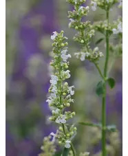 Nepeta nuda subsp. albiflora