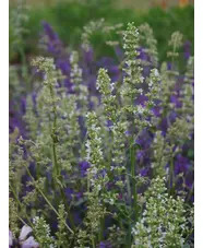 Nepeta nuda subsp. albiflora
