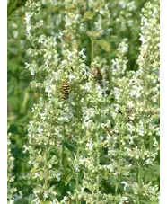 Nepeta nuda subsp. albiflora