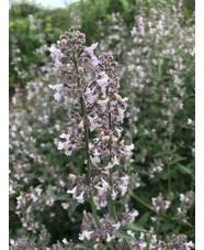 Nepeta racemosa 'Amelia'