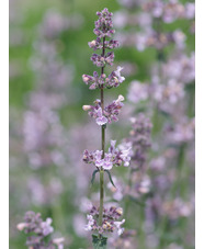 Nepeta racemosa 'Amelia'