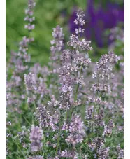 Nepeta racemosa 'Amelia'