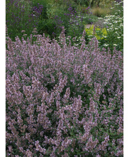 Nepeta racemosa 'Amelia'