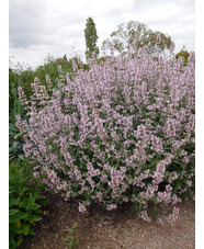 Nepeta racemosa 'Amelia'