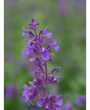 Nepeta racemosa 'Grog' 