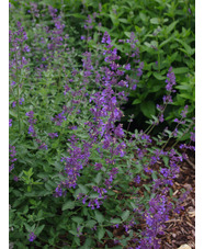 Nepeta racemosa 'Grog' 