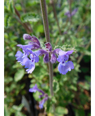 Nepeta racemosa 'Grog' 