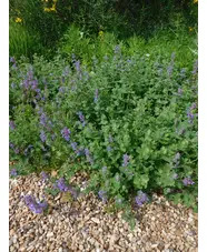 Nepeta racemosa 'Little Titch'