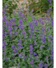 Nepeta racemosa 'Little Titch'