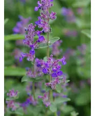 Nepeta racemosa 'Little Titch'