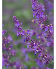 Nepeta racemosa 'Walkers  Low'