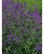 Nepeta racemosa 'Walkers  Low'