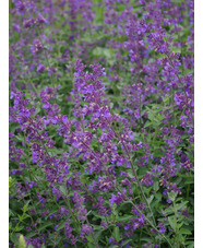 Nepeta racemosa 'Walkers  Low'