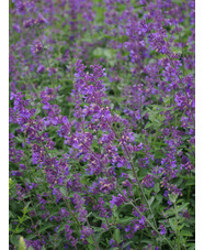 Nepeta racemosa 'Walkers  Low'