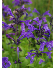 Nepeta sibirica