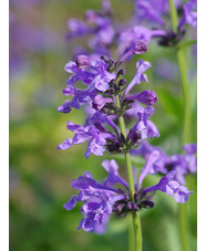 Nepeta sibirica