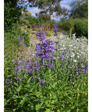 Nepeta sibirica