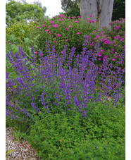 Nepeta 'Six Hills Giant'