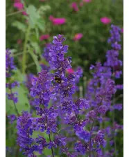 Wildlife Garden Border