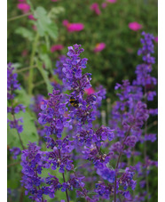 Nepeta 'Six Hills Giant'