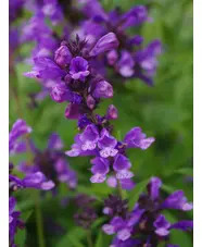 Nepeta stewartiana