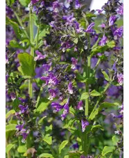Nepeta stewartiana