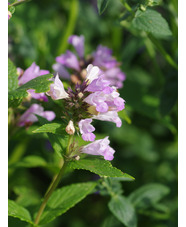 Nepeta subsessilis 'Pink dreams'