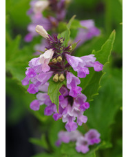 Nepeta subsessilis 'Pink dreams'