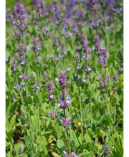 Nepeta 'Veluws Blauwtje'