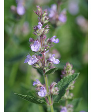 Nepeta 'Veluws Blauwtje'