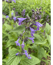 Nepeta 'Weinheim Big Blue' Subsessils-hybrid