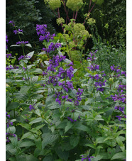 Nepeta 'Weinheim Summer Blues'