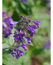 Nepeta 'Weinheim Summer Blues'