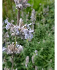 Nepeta x faassenii 'Gletschereis'