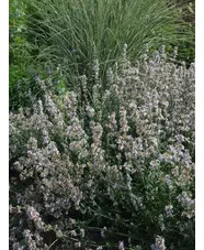 Nepeta x faassenii 'Gletschereis'