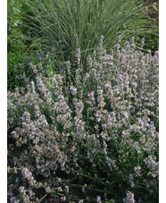 Nepeta x faassenii 'Gletschereis'
