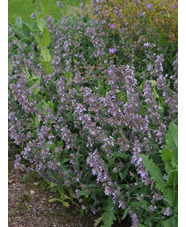 Nepeta x faassenii 'Gletschereis'